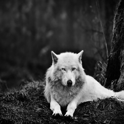 Póster lobo blanco