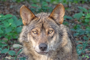 Descubre la fauna de nuestra sierra