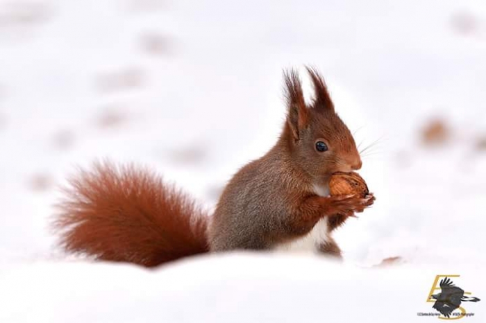 RUTA NAVALMEDIO – 17 de marzo